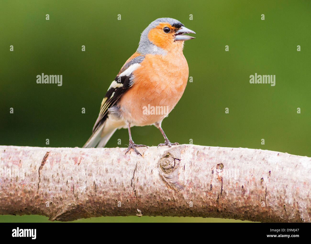 Un maschio di fringuello cantando (Fringilla coelebs) nel Regno Unito Foto Stock