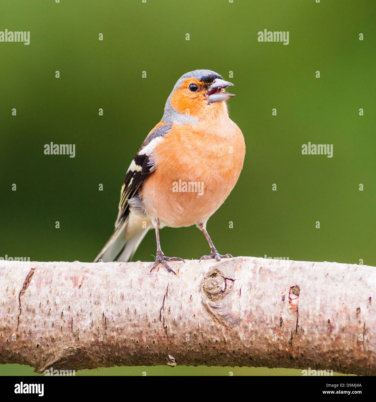 Un maschio di fringuello cantando (Fringilla coelebs) nel Regno Unito Foto Stock