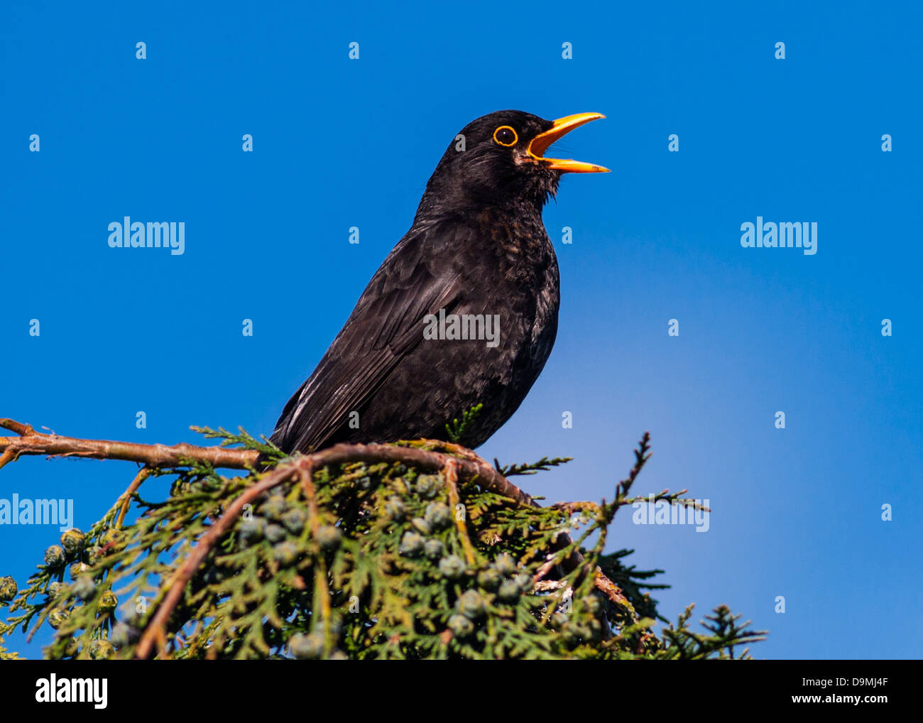 Un maschio Blackbird Singing sul ramo (Turdus merula) nel Regno Unito Foto Stock