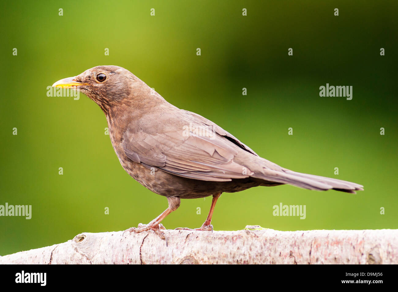 Una femmina di merlo seduta sul ramo (Turdus merula) nel Regno Unito Foto Stock