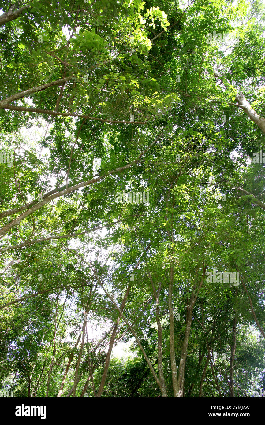 Gli accessori per alberi della gomma. Foto Stock