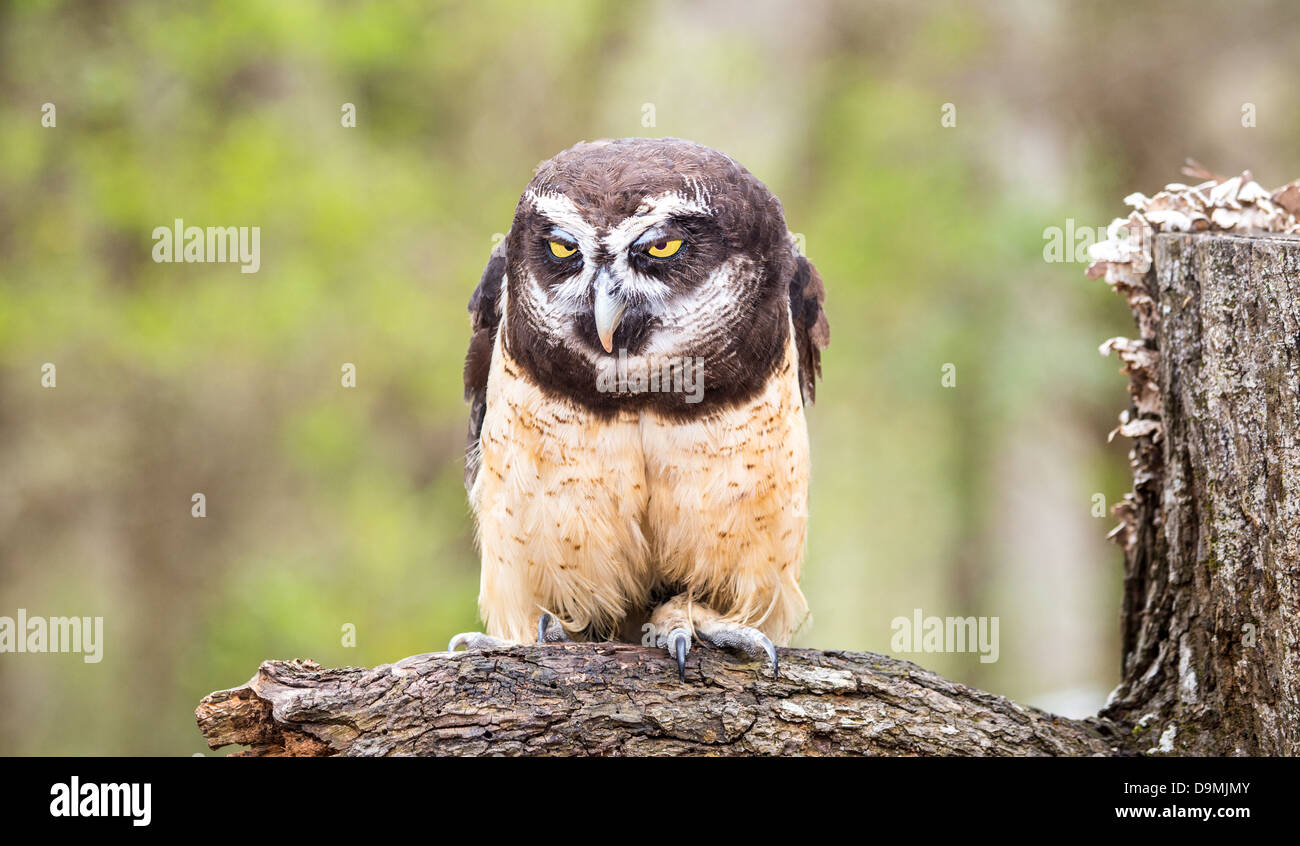 Un gufo spectacled dà un duro guardare la Carolina Raptor Centre. Carolina del Nord Foto Stock