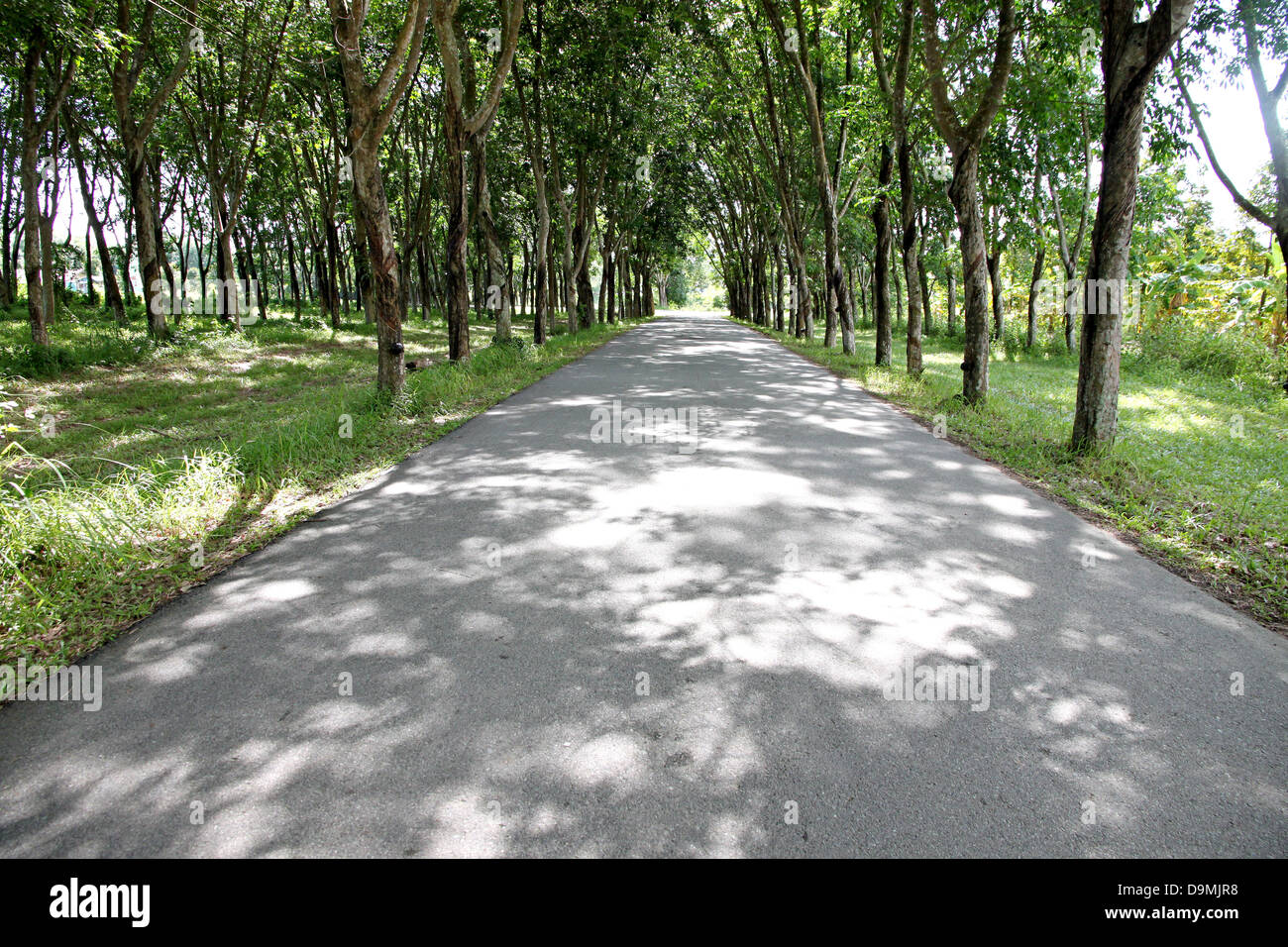 La strada attraverso le piantagioni di gomma e l'albero della gomma su entrambi i lati. Foto Stock