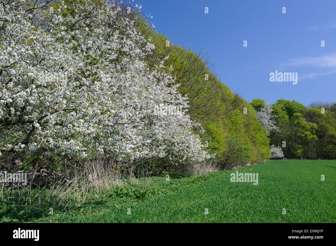 Fioritura ciliegio campo di fiore spring molla albero ciliegio cherry ciliegio cherry blossom bordo della foresta Foto Stock
