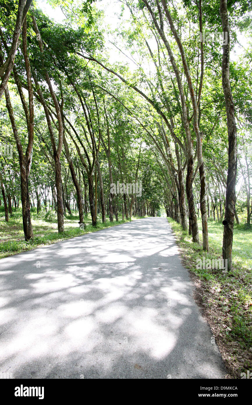 La strada che attraversa il parco e gli alberi su entrambi i lati. Foto Stock