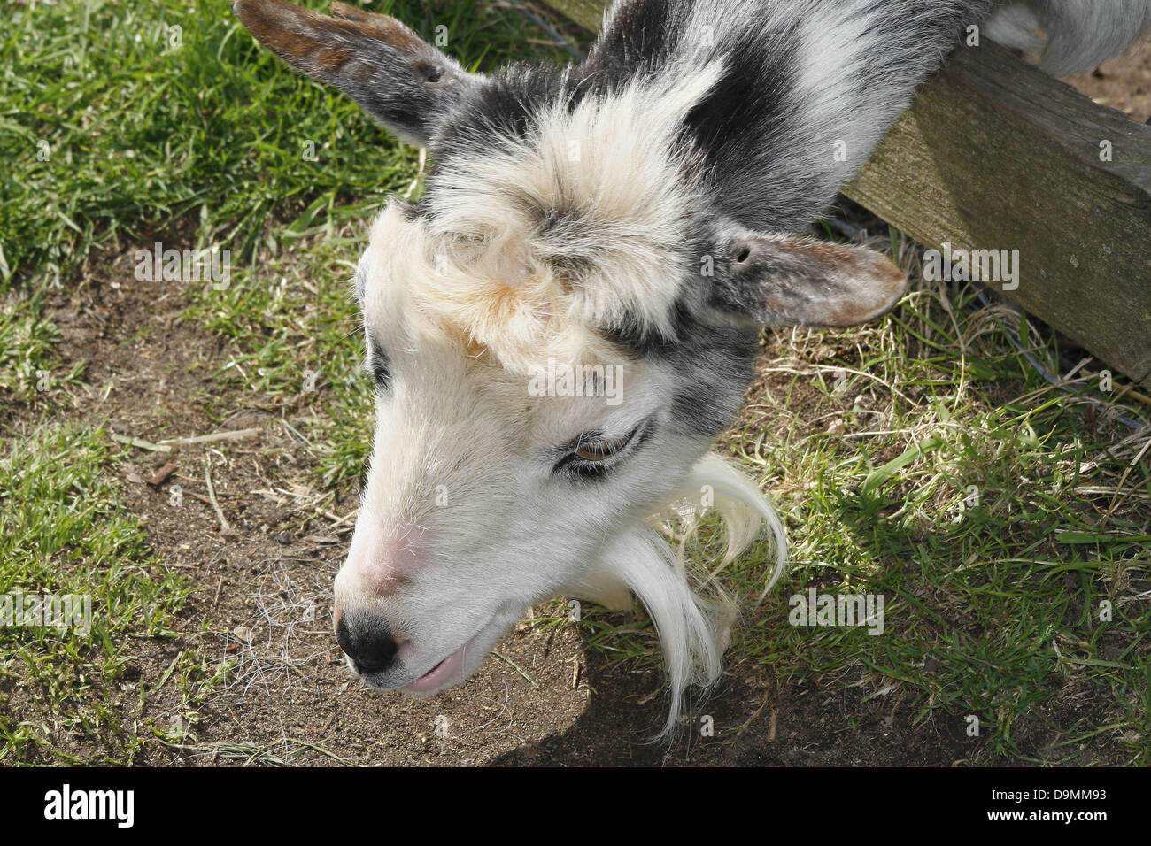 Capra con testa attraverso la recinzione Capra aegagrus hircus White Post Farm, Mansfield Road, Farnsfield, Nottinghamshire, England, Regno Unito Foto Stock