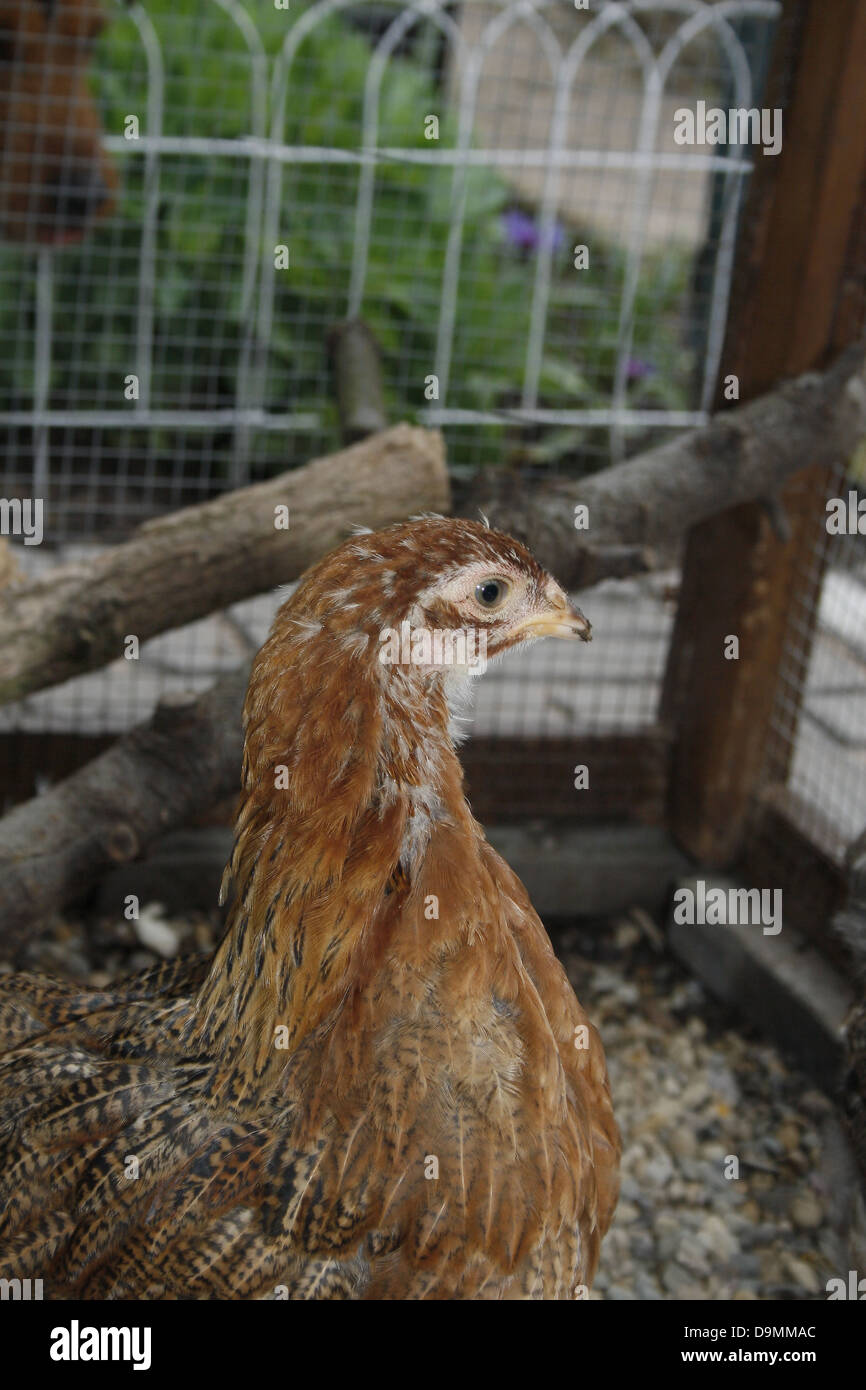 Cane guarda la Brahma pollo in gabbia Gallus gallus domesticus Foto Stock