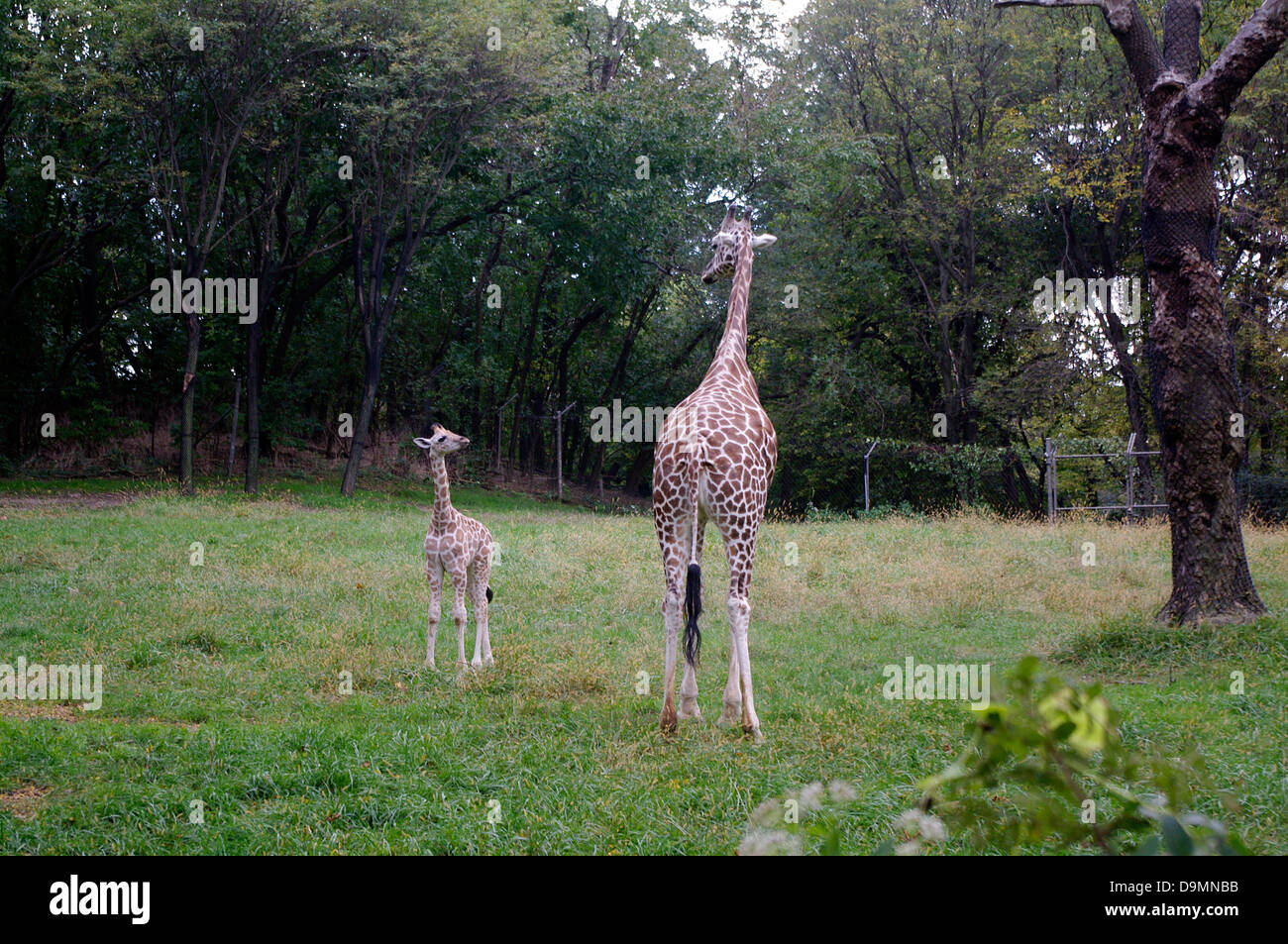 James Marjani un giovane Baringo (aka Rothschild) Giraffe Calf e la sua mamma nato al carter Giraffe costruzione presso il Bronx Zoo Foto Stock
