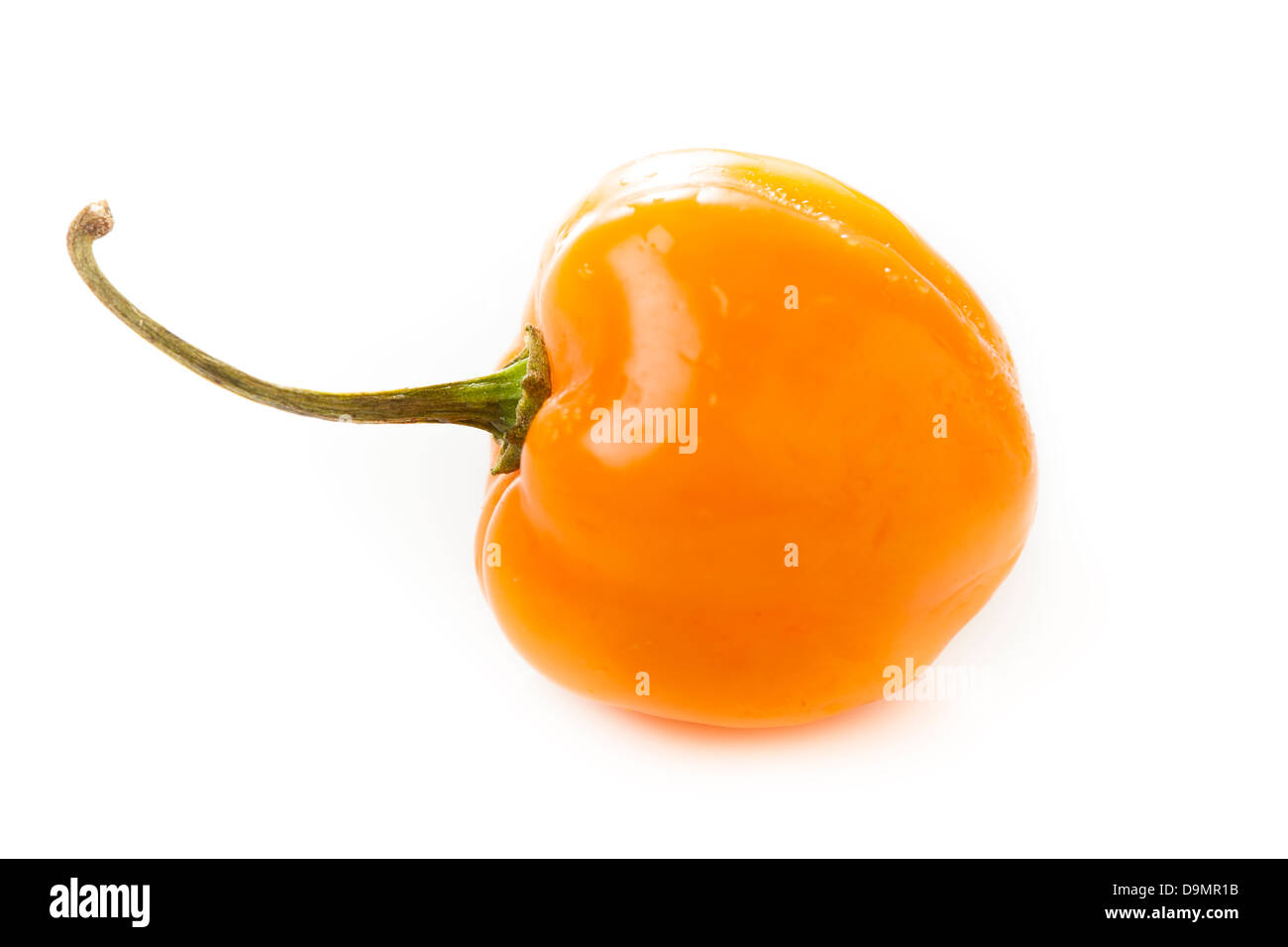 Organici di piccante e speziato Habanero Peppers contro uno sfondo Foto Stock