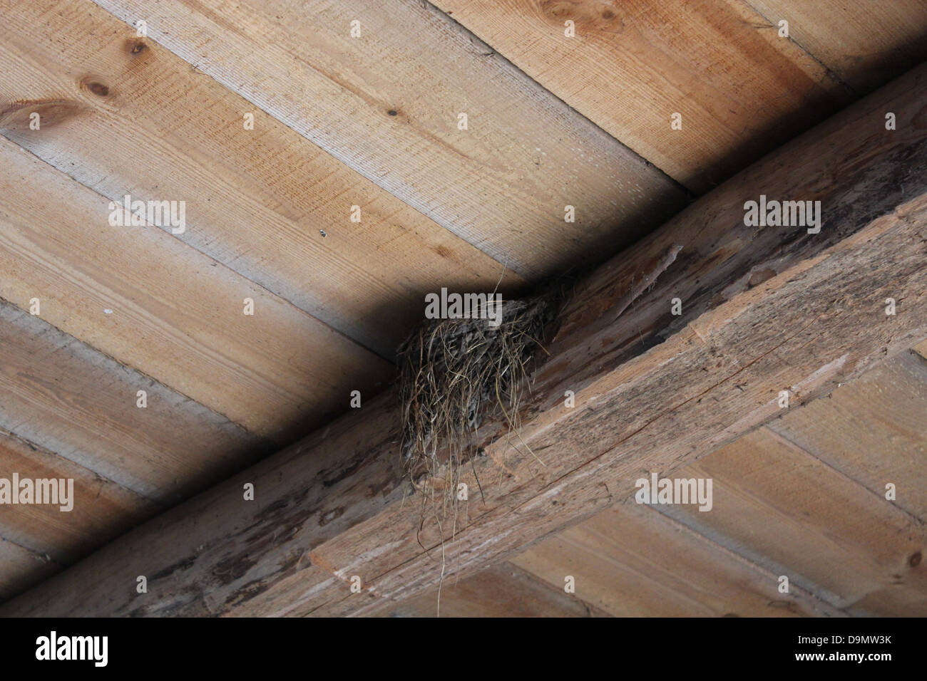 L'immagine del nido di rondine in camera Foto Stock