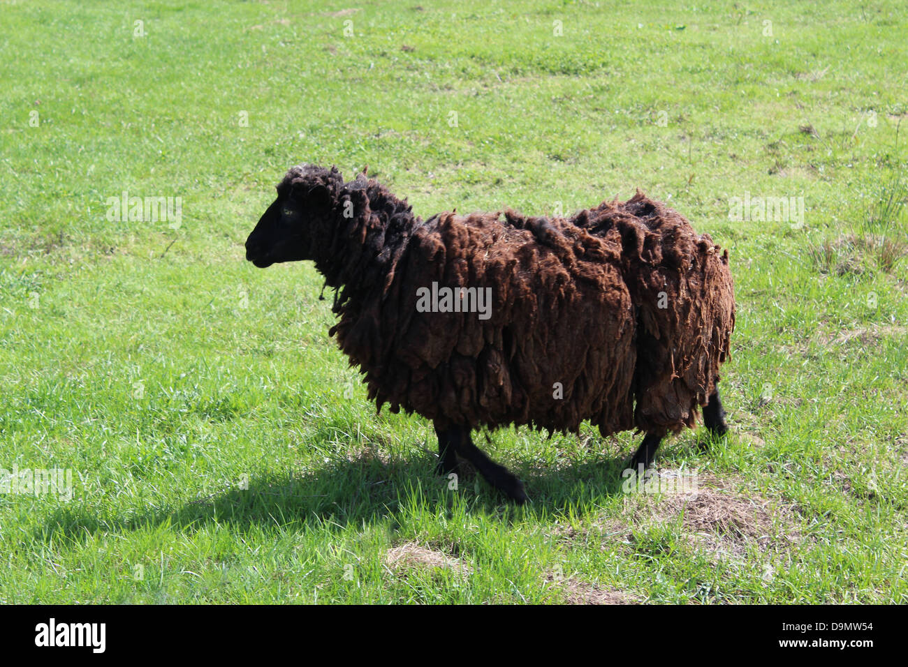 L'immagine di pecore al pascolo su un'erba Foto Stock