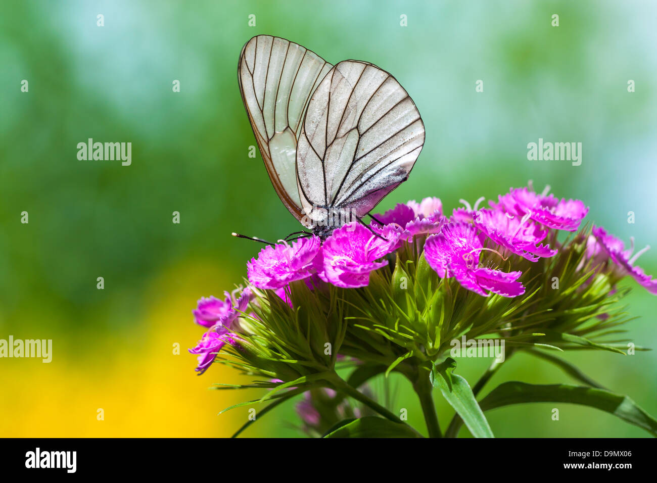 La bella bianca butterfly si siede sui fiori Foto Stock