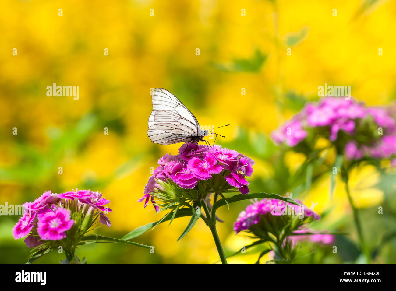 La bella bianca butterfly si siede sui fiori Foto Stock