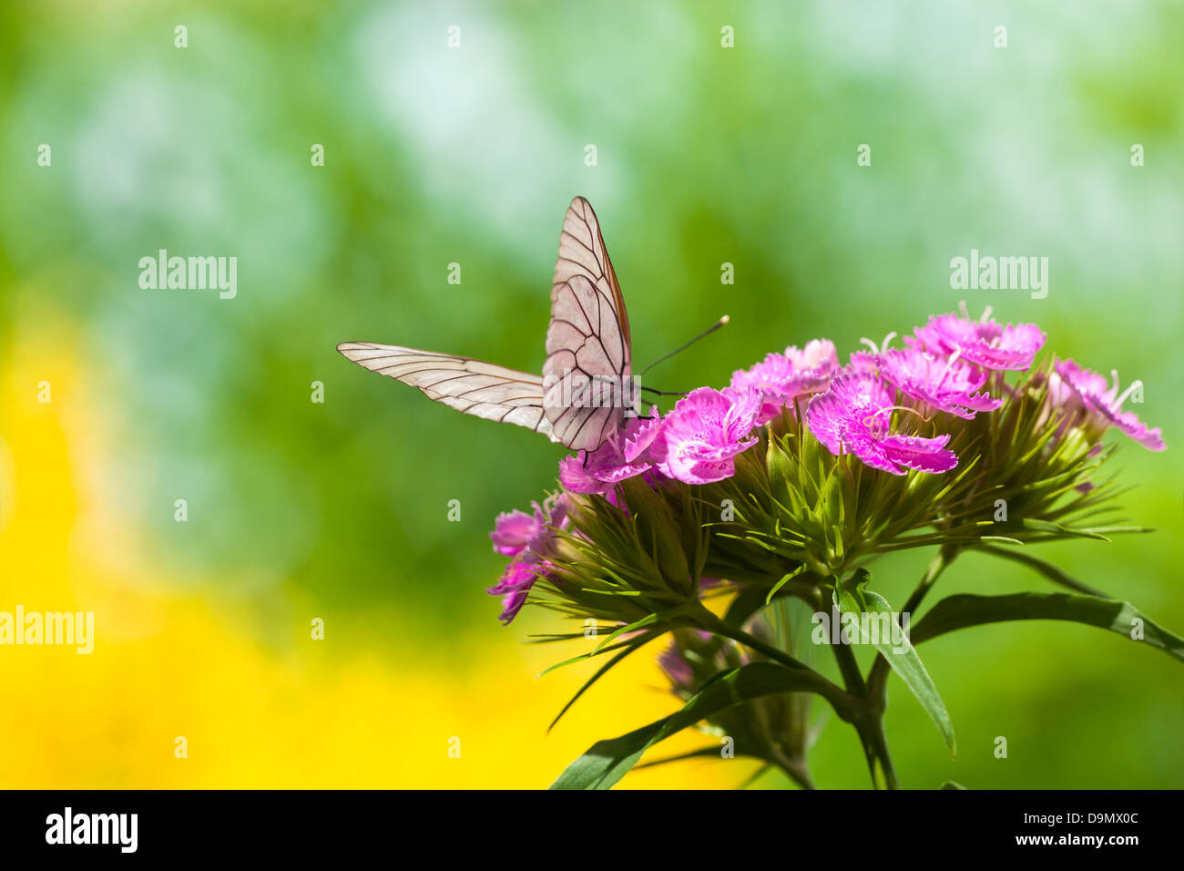 La bella bianca butterfly si siede sui fiori Foto Stock