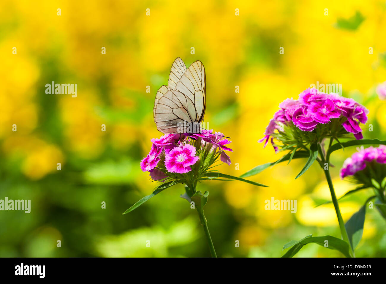 La bella bianca butterfly si siede sui fiori Foto Stock