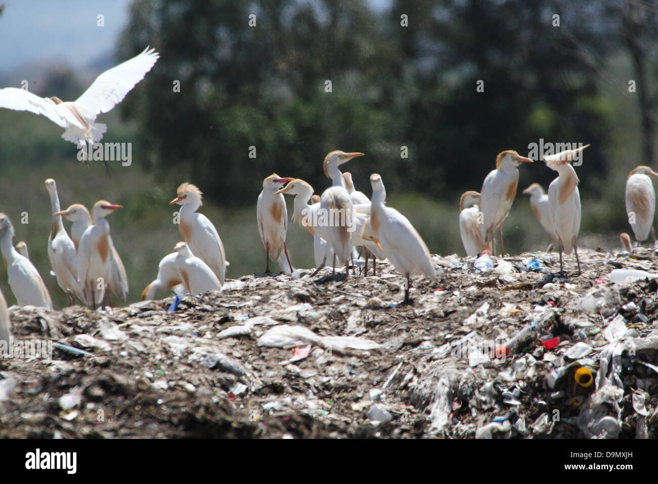 Grande gruppo di Spagnolo guardabuoi (Bubulcus ibis) foraggio su un sito di discarica - città dump (6 immagini in serie) Foto Stock