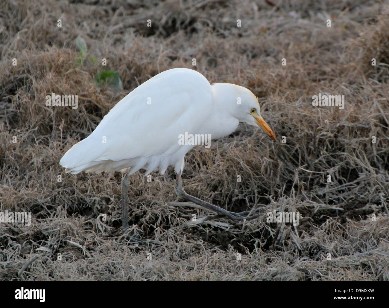 Airone guardabuoi (Bubulcus ibis) passeggiate e foraggio in delle zone umide costiere (8 immagini in serie) Foto Stock