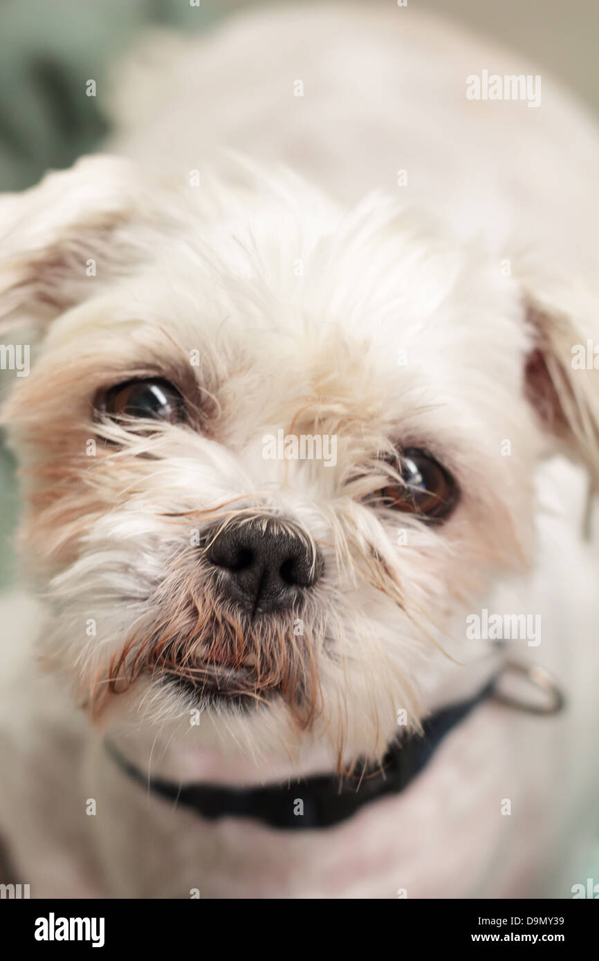 Staring audace simpatici terrier Maltese con bocca deformata Foto Stock