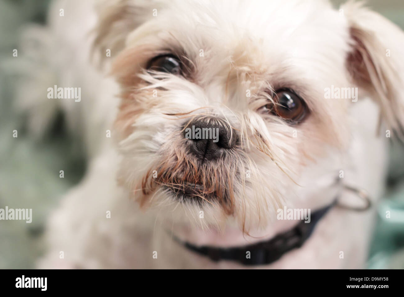 Carino il maltese Terrier Mix Foto Stock