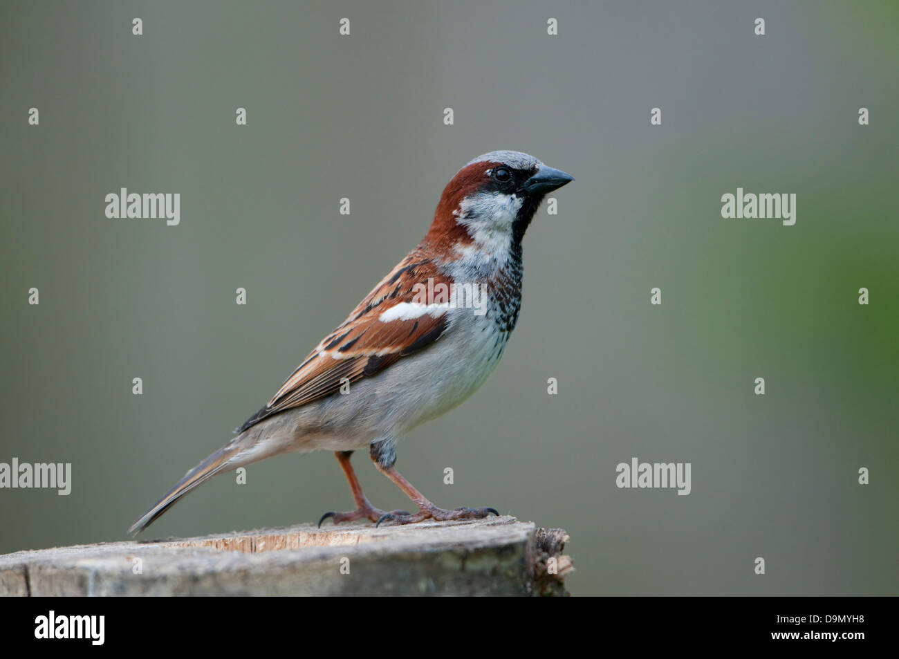 Un maschio singolo casa passero appollaiato sul log vecchi contro lo sfondo pulito Foto Stock