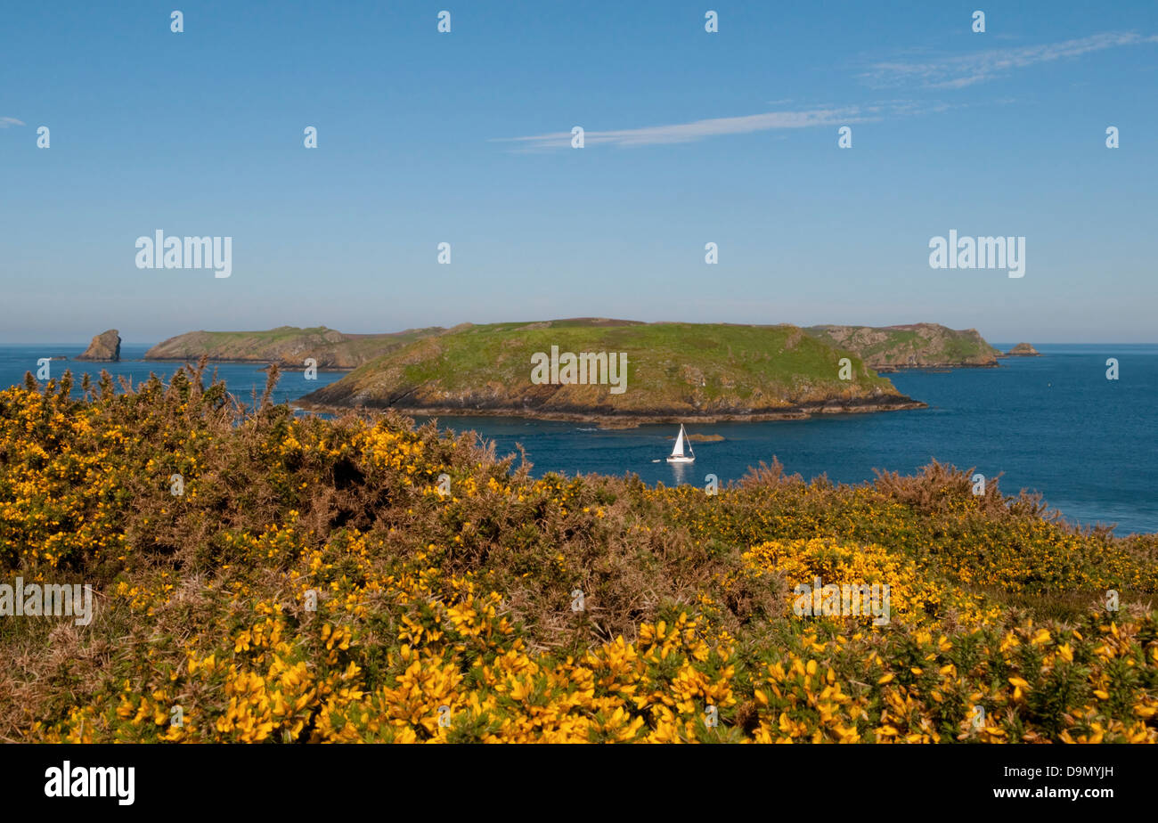 Vista di Skomer Island, Pembrokeshire, Wales, Regno Unito dal parco dei cervi, Jack attraverso il suono come una barca a vela vele attraverso Foto Stock