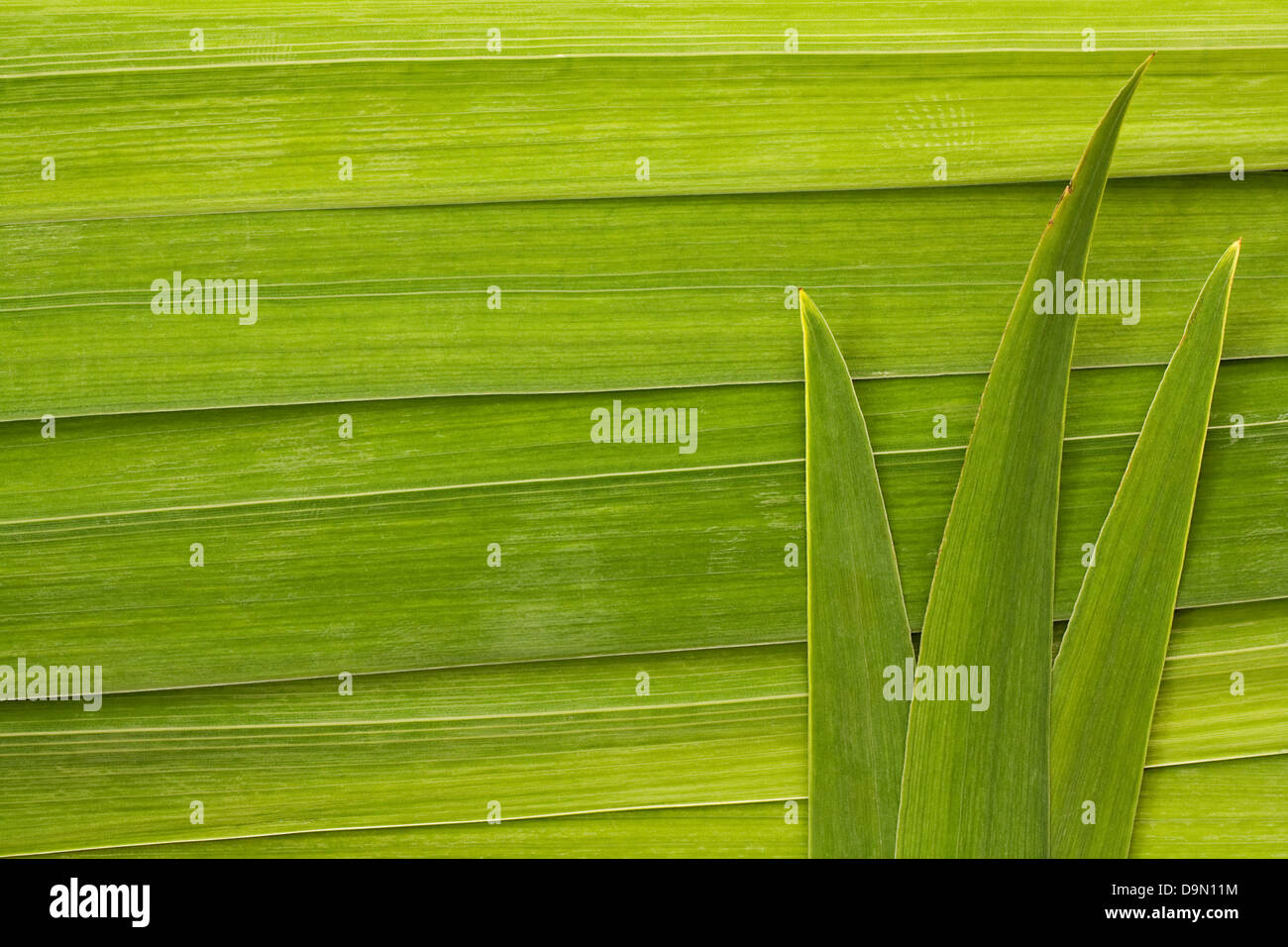 Tempo di foglie di palma sfondo dettaglio grande simbolo per le foreste tropicali o viaggi ai tropici Foto Stock