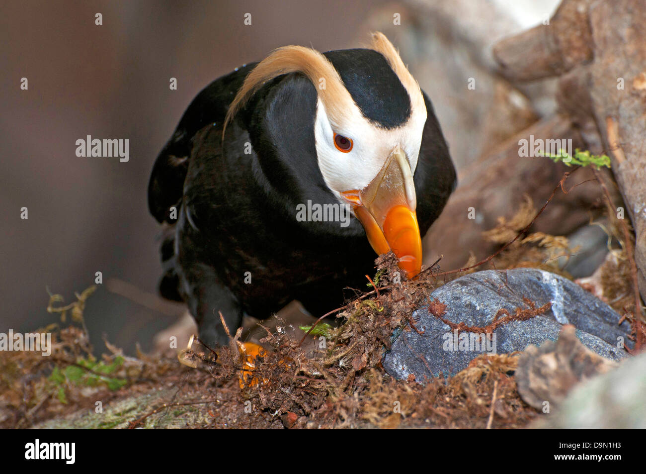 Puffin tufted, Fratercola cirrhata passeggiata su una roccia Foto Stock