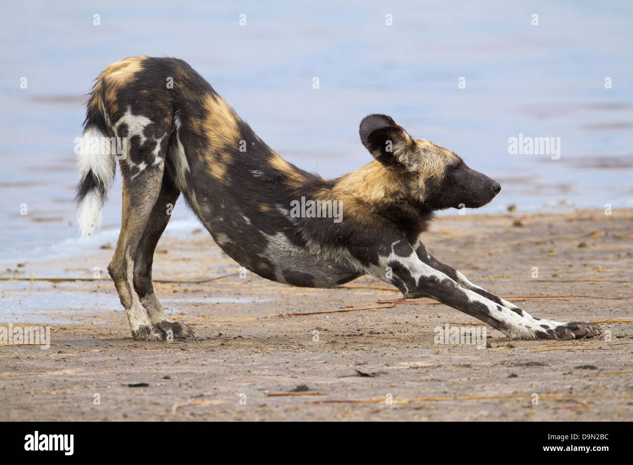 African wild dog close up stretching il suo corpo, Serengeti, Tanzania Foto Stock