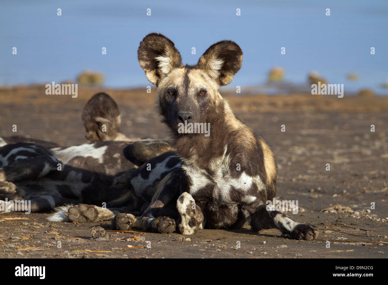 African wild dog close up ritratto, Serengeti Tanzania Foto Stock