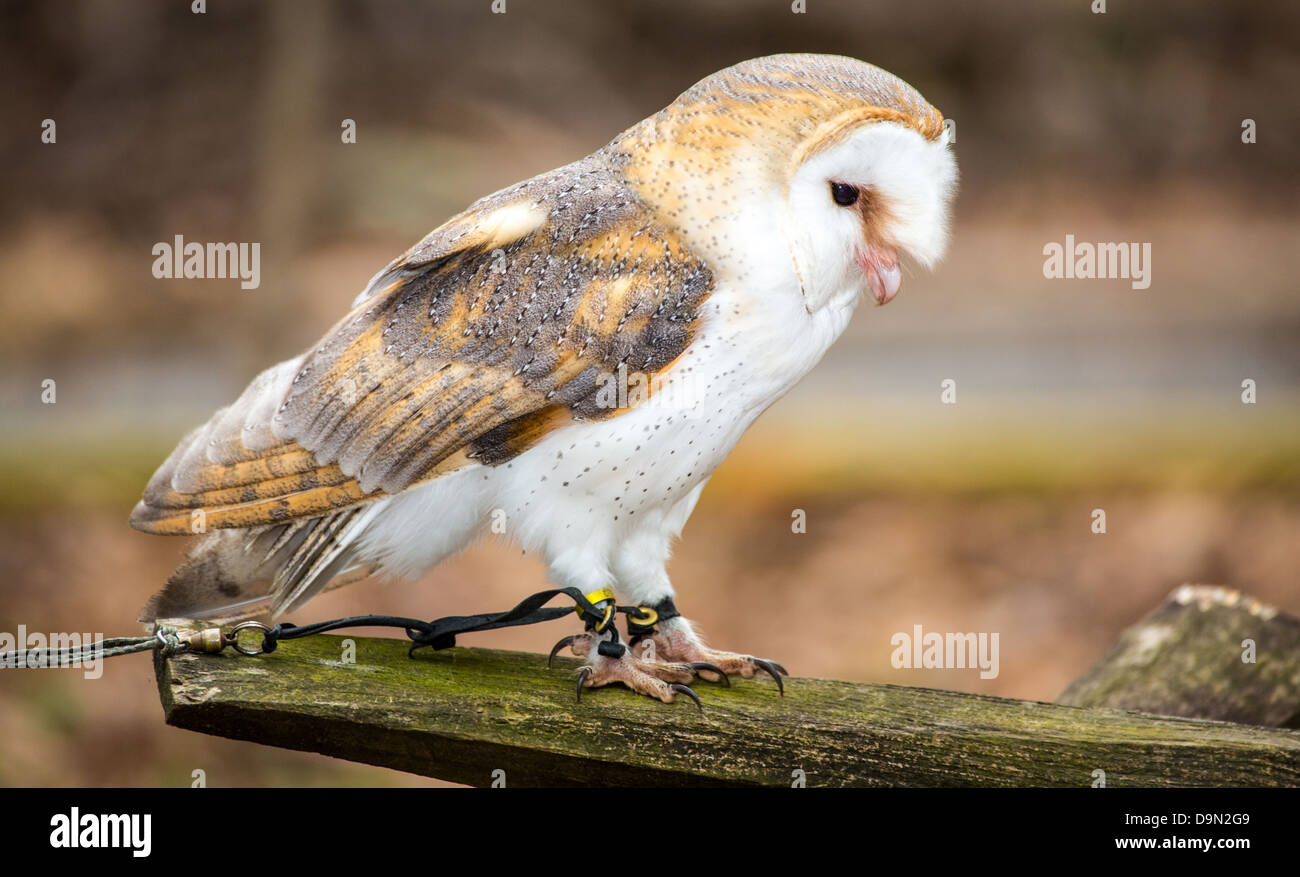 Un Barbagianni pone per la fotocamera al Carolina Raptor Centre. Bella snowy volto bianco e nero profondo agli occhi. Foto Stock