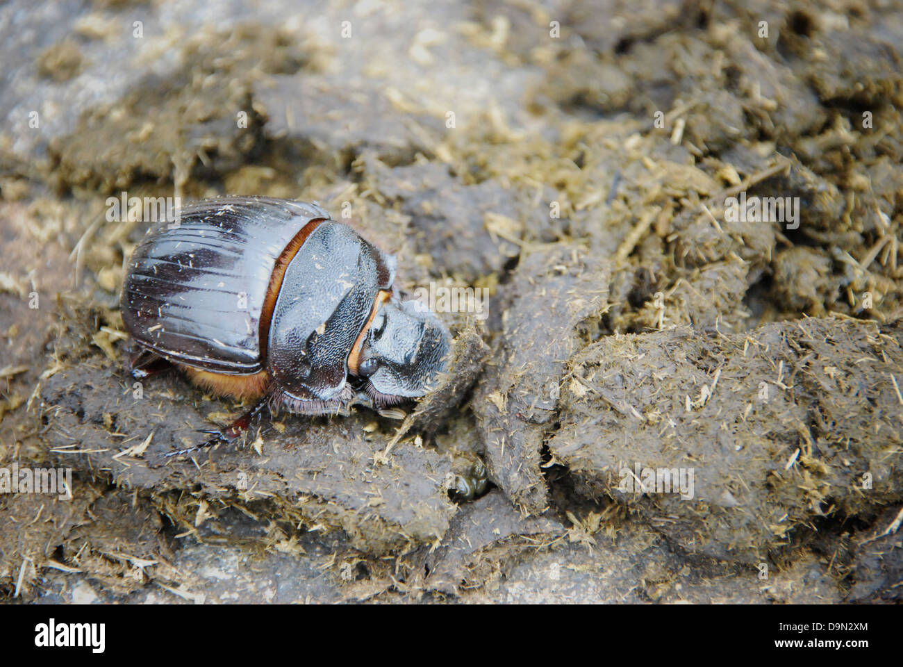 Un coleottero di sterco di foraggi a Obudu ranch di bestiame, Cross River State, Nigeria Foto Stock
