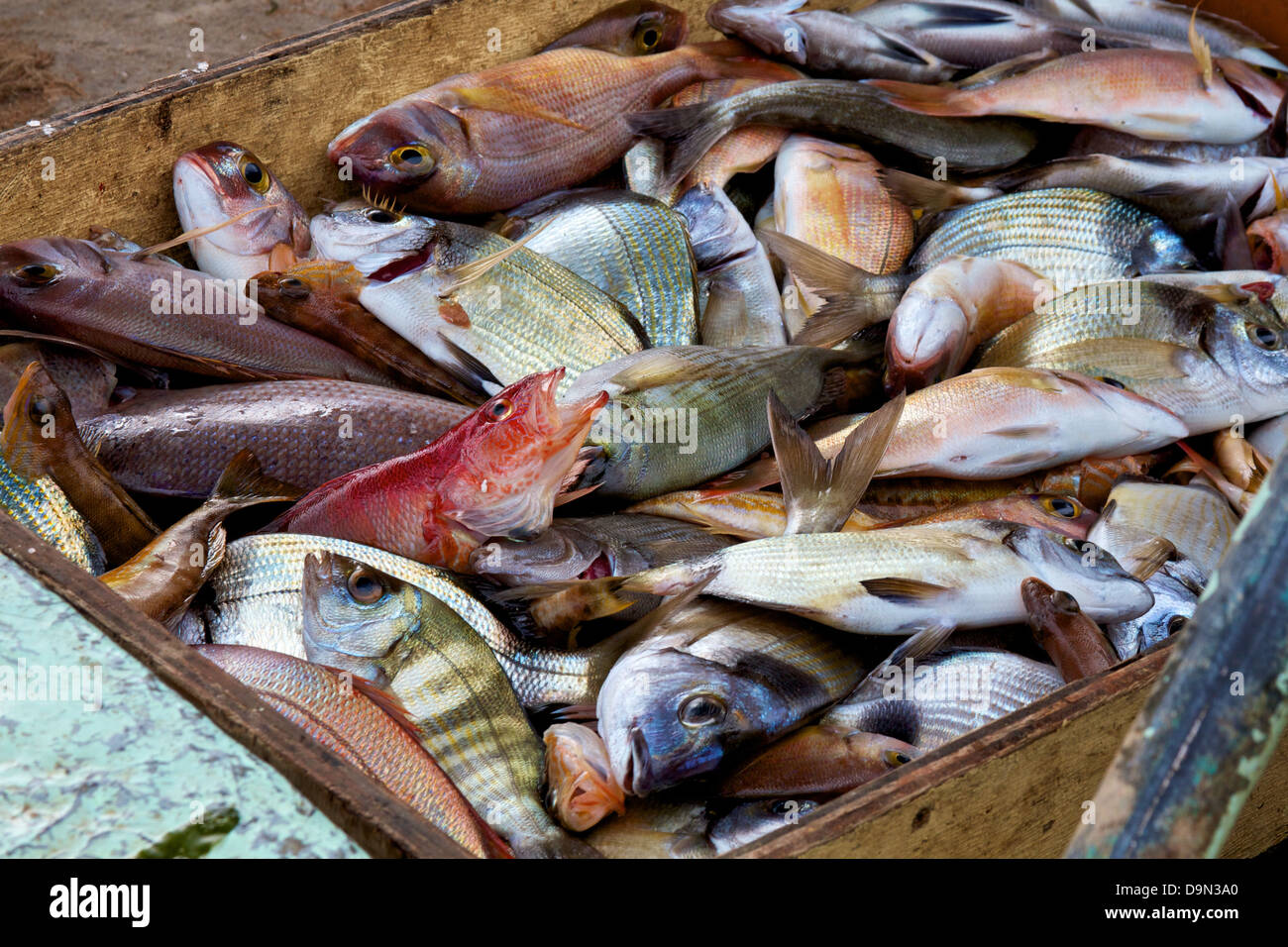 Oggi le catture di pesci di mare Foto Stock