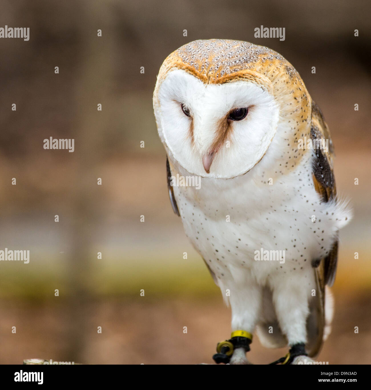 Un Barbagianni pone per la fotocamera al Carolina Raptor Centre. Bella snowy volto bianco e nero profondo agli occhi. Foto Stock