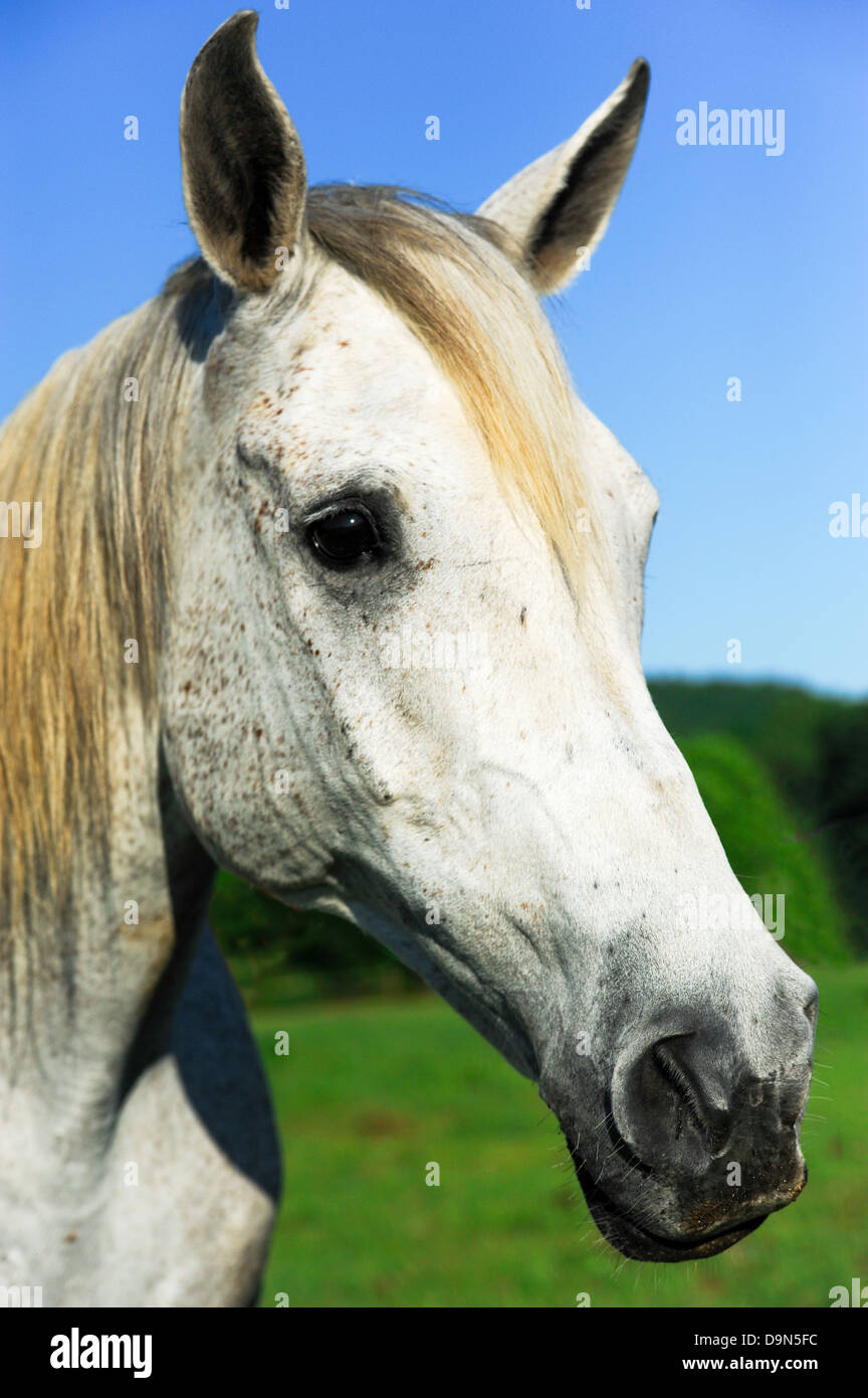 La testa di un cavallo bianco. Foto Stock
