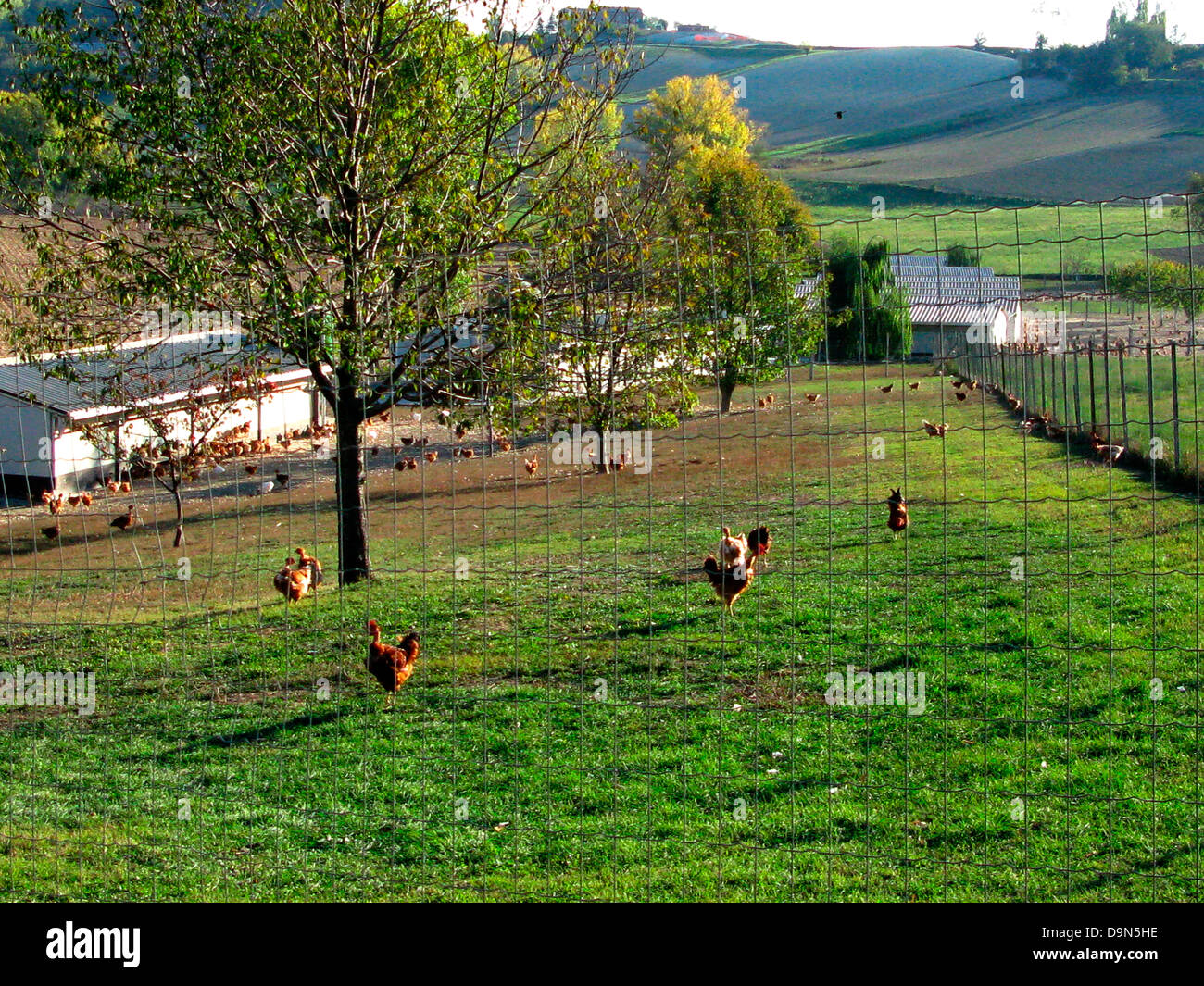 L'Italia,Piemonte,Monferrato,allevamento di pollo Foto Stock