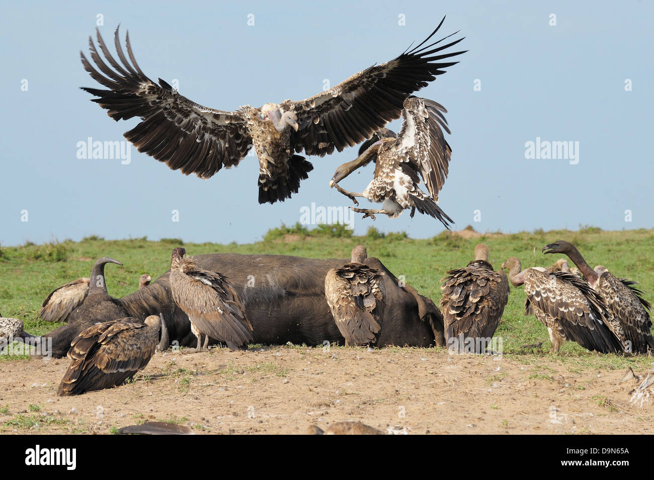 Vulture combattere, il Masai Mara, Kenya Foto Stock