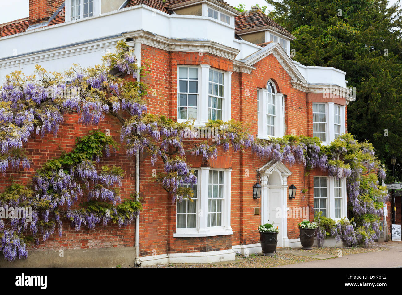 Il Glicine floribunda crescente attorno ad un rosso-mattone Georgian House anteriore nel pittoresco villaggio. Lavenham Suffolk England Regno Unito Gran Bretagna Foto Stock