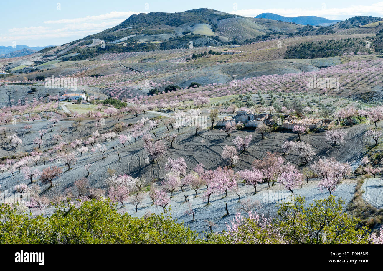 I campi di mandorla Blossom vicino Velex Blanco Provincia di Almeria Andalusia Spagna Foto Stock