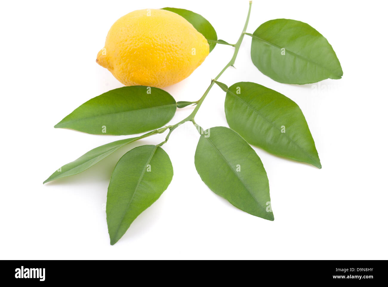 Limone e limone ramoscello. Foto Stock