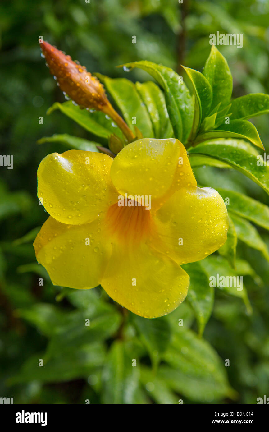Close up fiore tropicale sull'isola caraibica di San Giovanni nelle Isole Vergini Americane Foto Stock