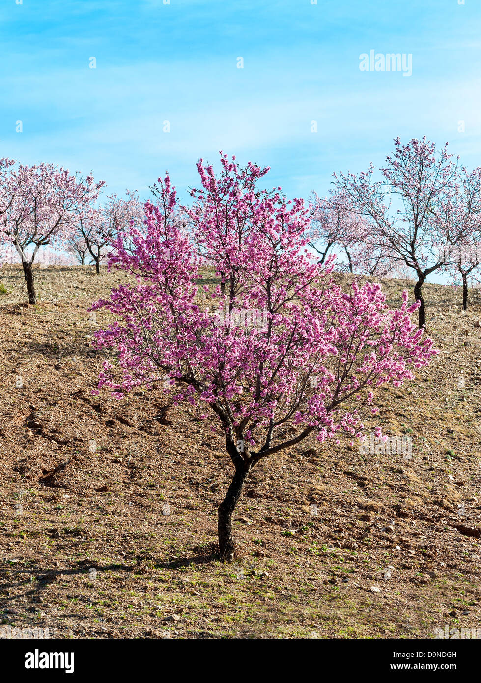 Almond alberi in fiore vicino a Velez Blanco Provincia di Almeria Andalusia Spagna Foto Stock