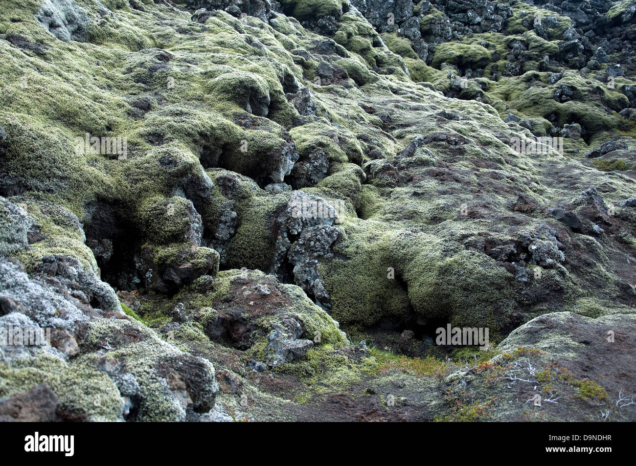 Moss copre e si aggrappa alle rocce laviche in Islanda il tetro paesaggio vulcanico Foto Stock