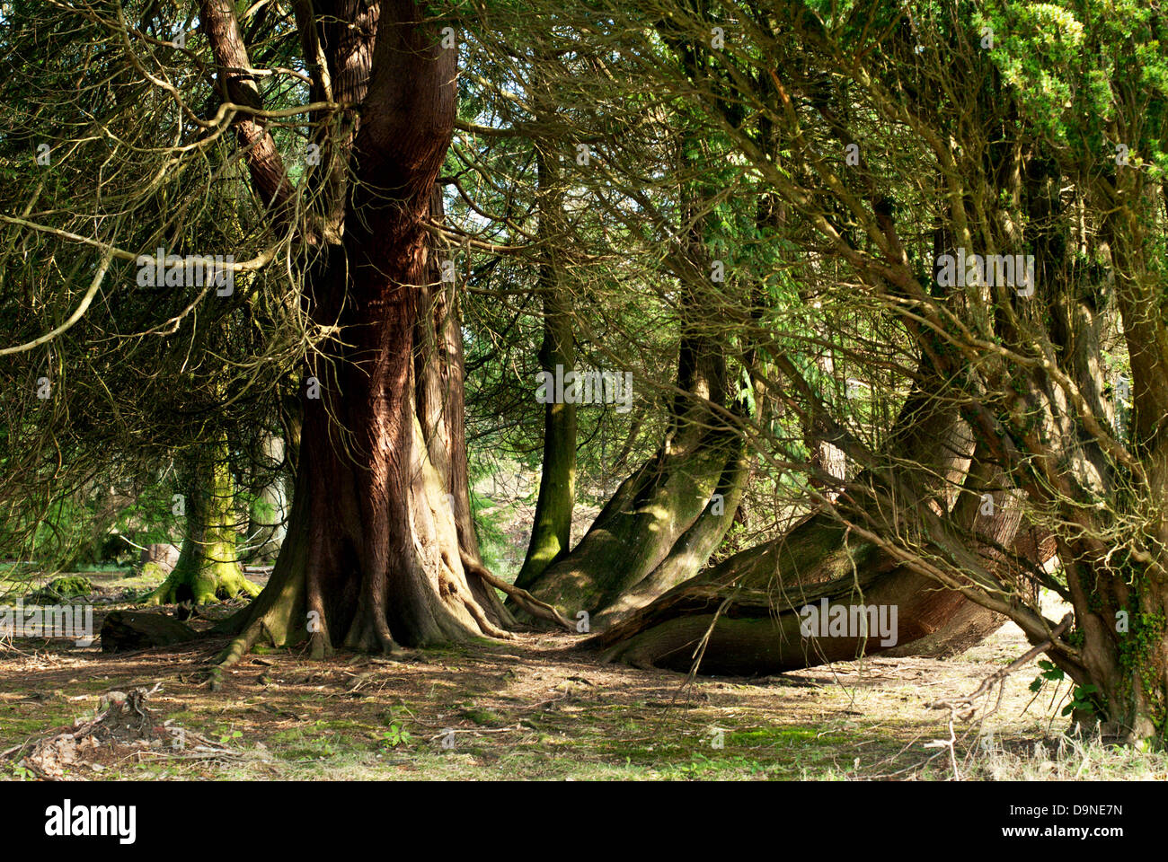 Diversi alberi intrecciati nella campagna scozzese Foto Stock