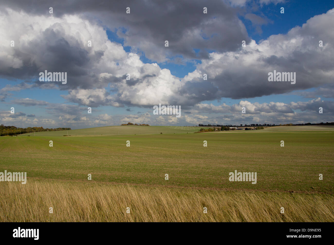 Regno Unito, Inghilterra, Hertfordshire, paesaggio Foto Stock