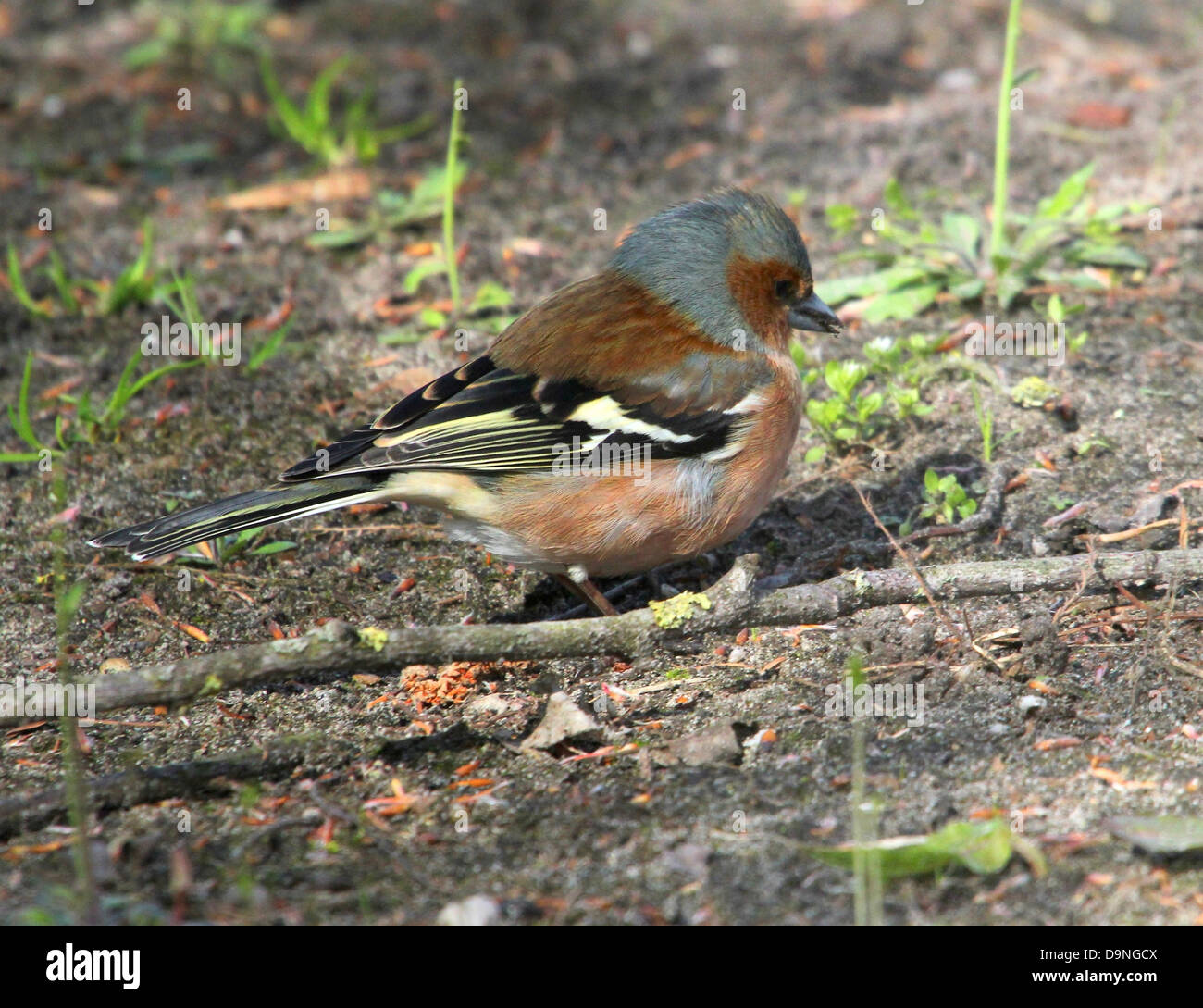 Dettagliato di close-up del coloratissimo maschio (fringuello Fringilla coelebs) in posa e rovistando sul terreno Foto Stock