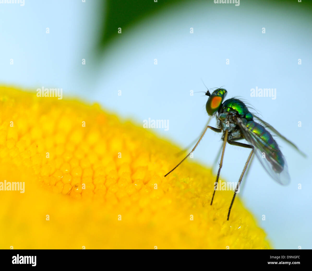 Verde zampe lunghe Fly arroccato su di un fiore. Foto Stock