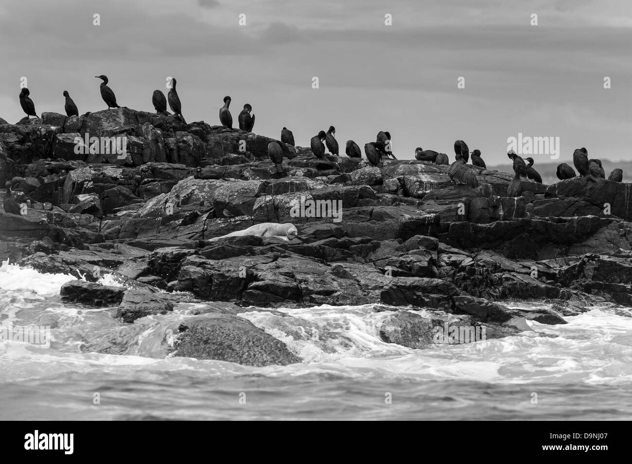Una sonnolenta guarnizione bianco pup crogiolarsi sulle rocce con vari uccelli appollaiato. Farne le isole al largo della costa del Northumberland. Foto Stock