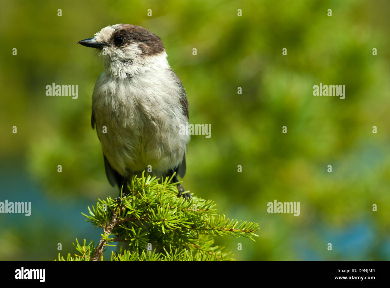 Gray Jay (Perisoreus canadensis) appollaiato sulla cima di un abete, Strathcona Provincial Park, British Columbia Foto Stock