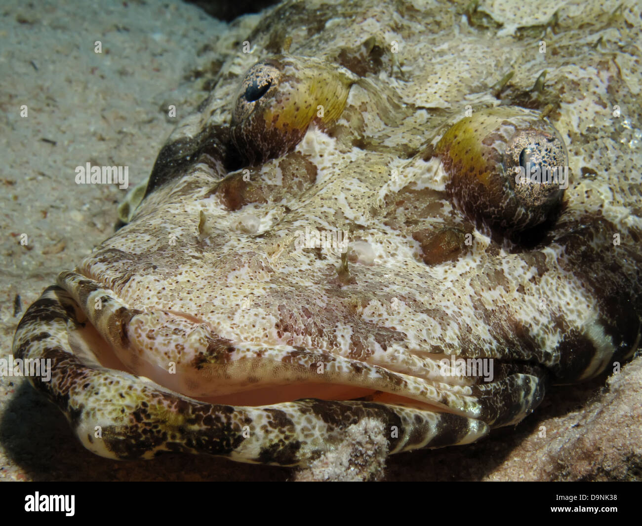 Oceano Indiano crocodilefish (papilloculiceps longiceps) Foto Stock