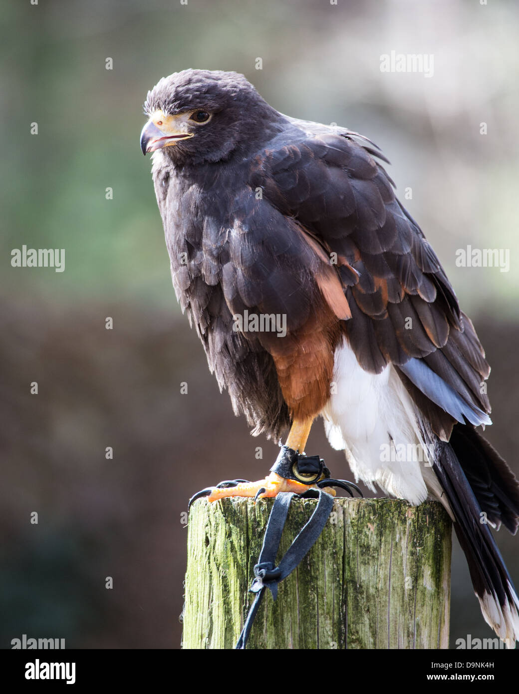Un Harris Hawk di riflessi nella distanza cercando il suo prossimo pasto. Carolina Raptor Centre Foto Stock